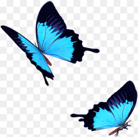Light Blue Butterfly Fly Png  Blue Butterfly