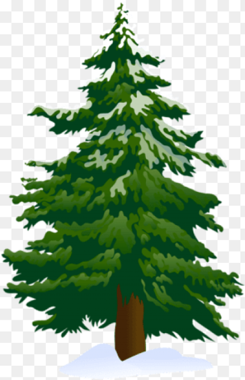 Top View of Pine Tree Png High Res