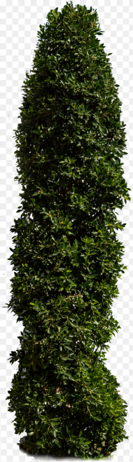 Hedge Hd Png Download