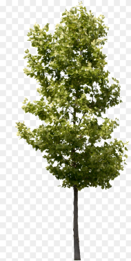 Hgh Quality Png Tree Transparent Png