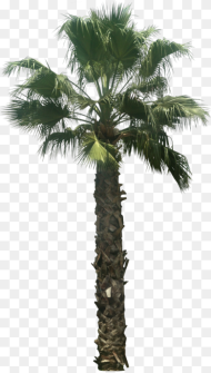 Washingtonia Palm Tree Png Date Palm Tree Png