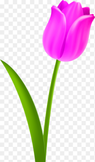 Flower Clipart Tulip Petal Clipart of Tulip Flower