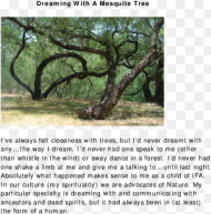 Mesquite Tree Png Transparent Png