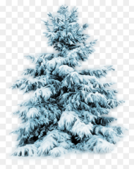 Thumb Image Snow Tree Png Transparent Png Download