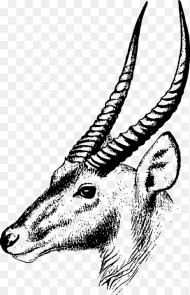 Goat Animal Snout Goat Antelope Line Art Coloring