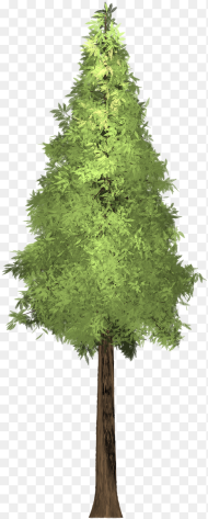 Transparent Pine Trees Png Tree Front View Png