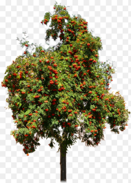Nature Tree Rhus Fruits Seeds Isolated Autumn Transparent