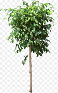 The Original Indoor Ficus Ficus Benjamina Lost Leaves
