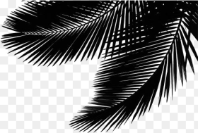 Transparent Palm Leaf Png Image Attalea Speciosa Png