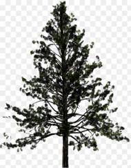 Portable Network Graphics Pine Transparency Tree Fir Pine