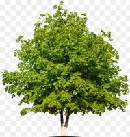 Placeholder White Oak Tree Png Transparent Png