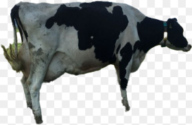 Cow Png Clipart Dairy Cow Transparent Png