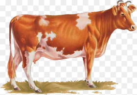 Cow Png Transparent Background Cow Png Download