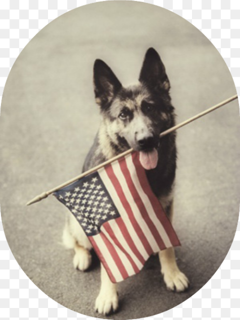 Dog Holding American Flag Happy Labor Day Dogs