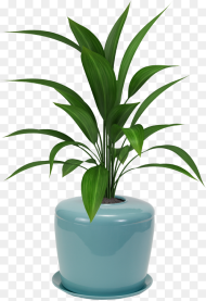 Potted Plant White Background Hd Png Download