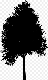 Transparent Aspen Tree Png Aspen Tree Clipart Png