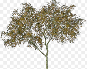 Alnus Glutinosa Alder Tree Transparent Png Download