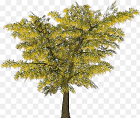 D Trees Mimosa Acca Software Mimosa Tree Png