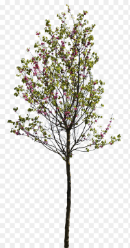 Cercis Siliquastrum Tree Cut Out Hd Png Download