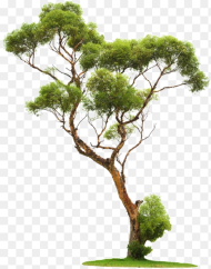 Chinese Tree Png Transparent Png 