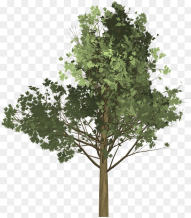 Tree Illustration Png Drzewo Png Transparent Png