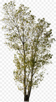 Cut Out Trees Png Transparent Png 