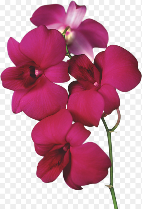 Orchid Flowers Clipart Hd Png