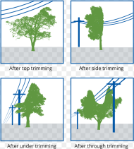 Tree Trimming Examples Tree Hd Png Download