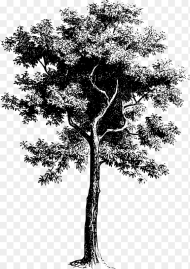 Tree Black and White Png Transparent Png