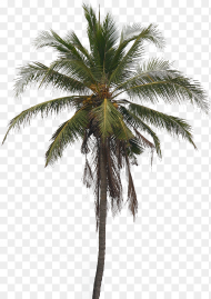Coconut Tree Arecaceae Clip Art Real Coconut Tree