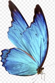 Bluebutterflyhouse Hd Blue Butterfly Png Transparent