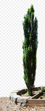 Spruce Mediterranean Cypress Evergreen Tree Planter Png Cypress