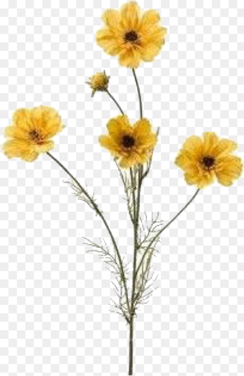 Mustard Colour Flowers Hd Png