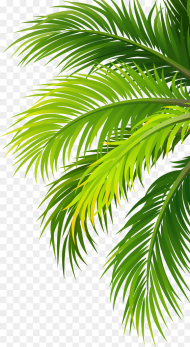 Coconut Water Air Filter Plant Leaf Palm Tree