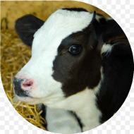 Compassion in World Farming Cow Hd Png Download