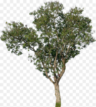 Tree Png Front View Transparent Png