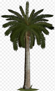 Palm Tree Hd Png Download 
