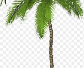 Palm Tree Png Transparent Images Palm Trees Png