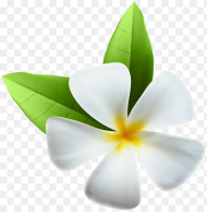 Background Jasmine Flower Png