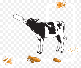 Clipart Cow Digestive System Calf Hd Png Download