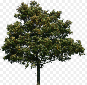 Forest Tree Png Tree Png Photoshop Transparent Png