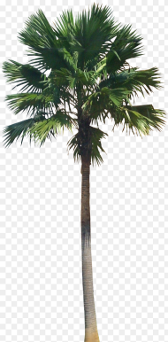 Clip Art a Collection of Tropical Transparent Palm