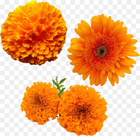 Merigold Flower  Merigold Flower Yellow  Marigold