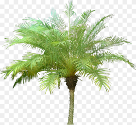 Palm Tree Meaning in Hindi Hd Png Download