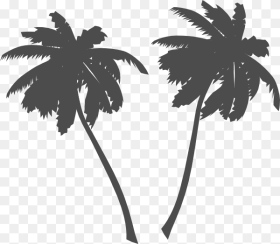 Transparent Plam Tree Clipart Palm Trees Vector Png