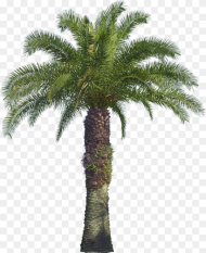 Png Y  Oil Palm Tree Png