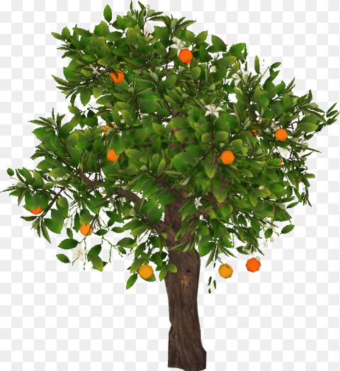 Orangetree Slice Mandarin Tree Png Transparent Png