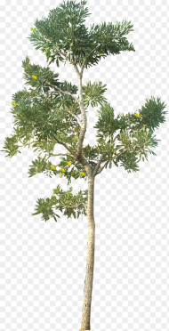 Small Trees Png Architecture Tree Png Transparent Png