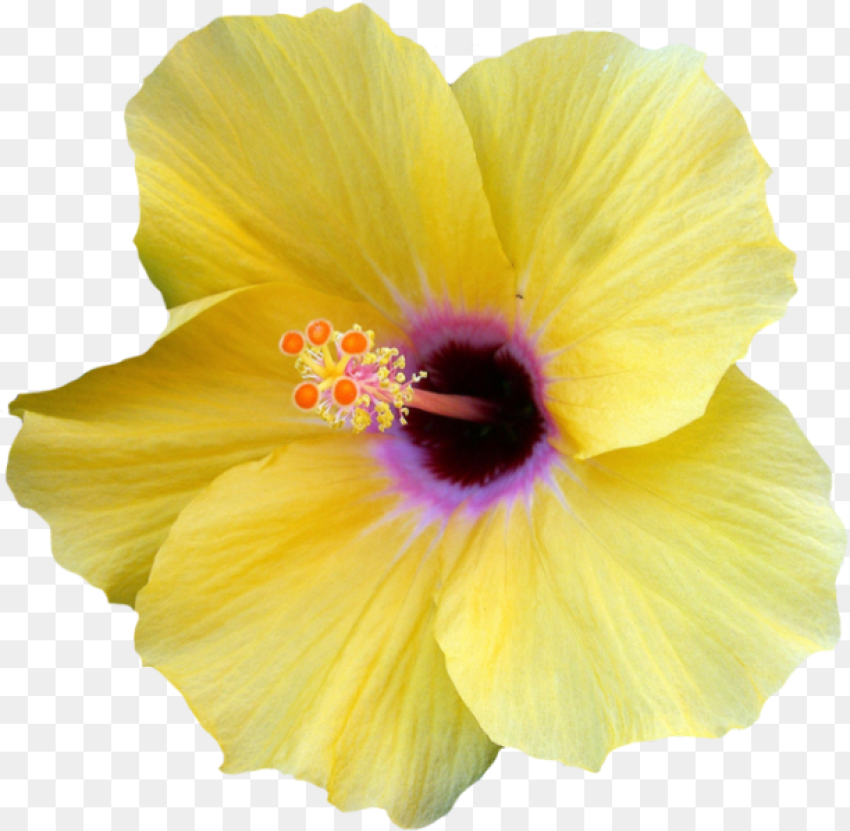 Hibiscus Border Png Yellow  Hibiscus Flower