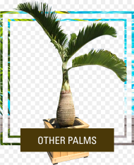 Picture Palm Trees Hd Png Download 